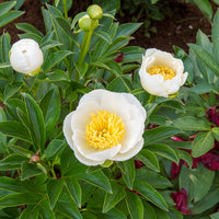 Pivoine Jan Van Leeuwen - Paeonia lactiflora Jan Van Leeuwen - Bakker