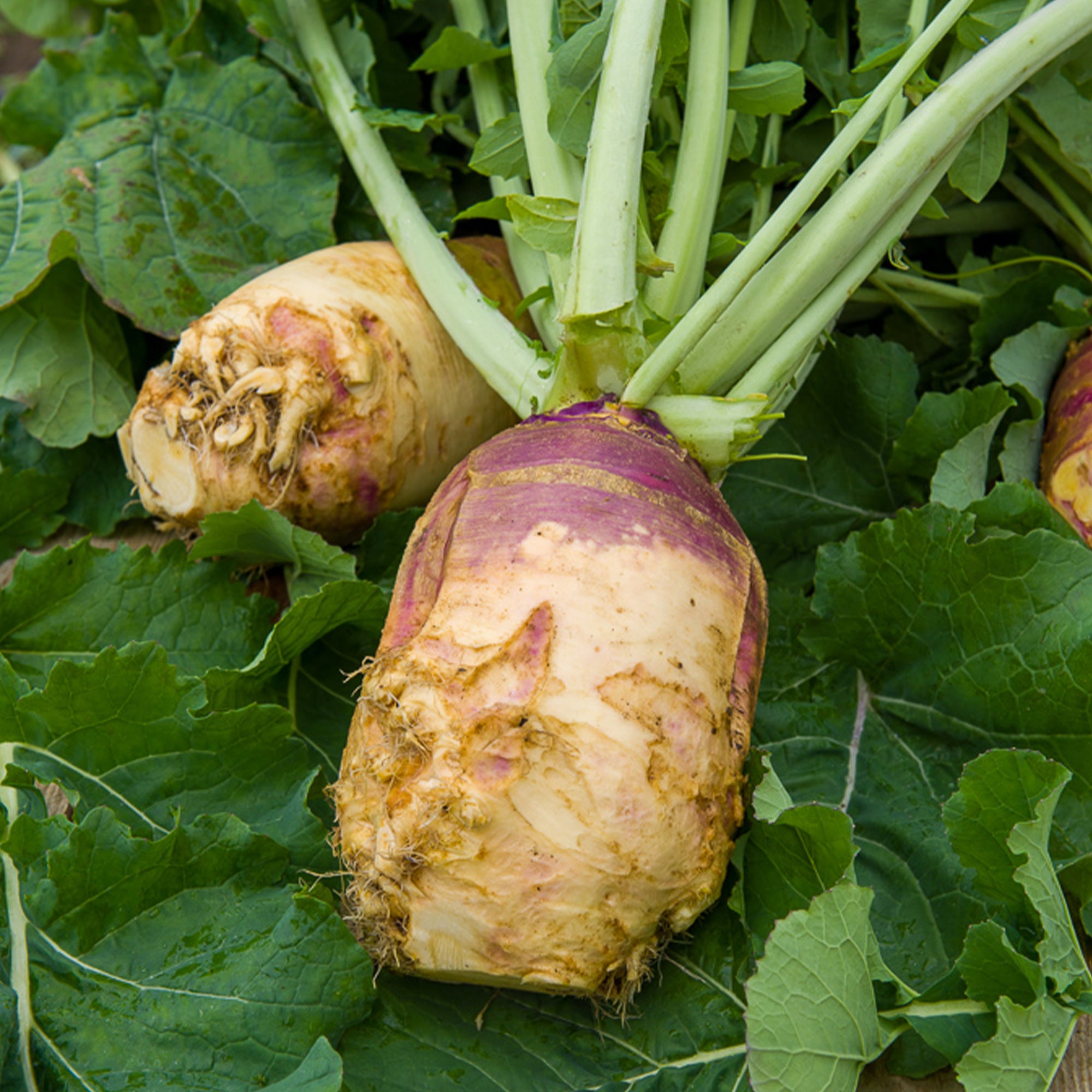 Chou - Brassica | Achat en ligne sur Bakker.com
