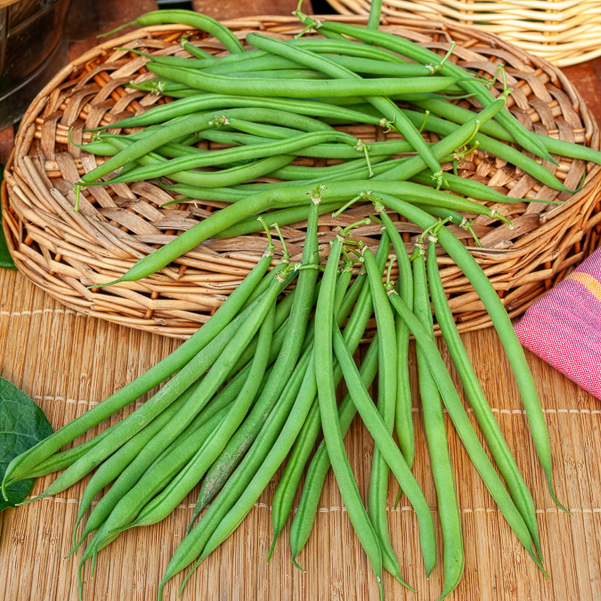 Haricot nain mangetout Castandel - Bakker