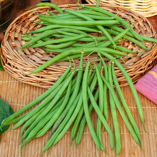 Haricot nain mangetout Castandel - Bakker