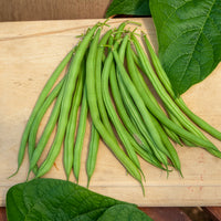 Graines de haricots - Haricot nain mangetout Castandel - Phaseolus vulgaris nain mangetout castandel (obt. clause)