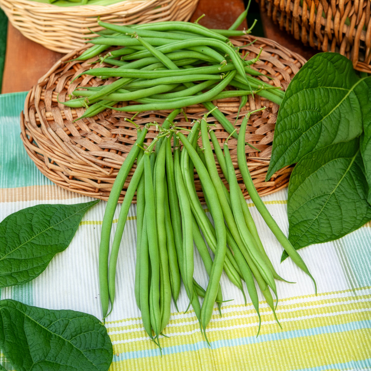 Vente Haricot nain mangetout Castandel - Phaseolus vulgaris nain mangetout castandel (obt. clause)