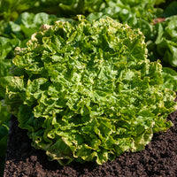 Chicorée scarole Blonde à coeur plein Bio - Cichorium endivia latifolium blonde à coeur plein - Bakker