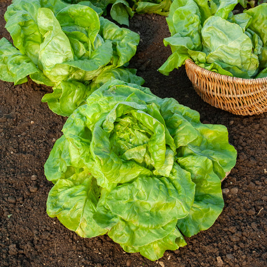 Laitue pommée Verpia - Bakker