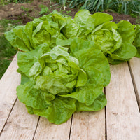 Laitue pommée Grosse blonde paresseuse - Lactuca sativa grosse blonde paresseuse - Bakker