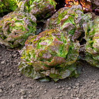 Laitue pommée Merveille des quatre saisons