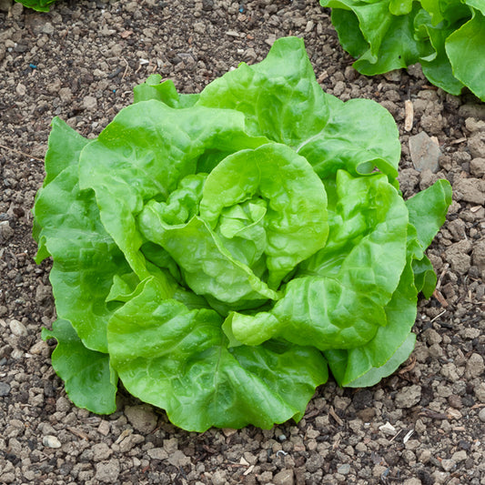 Laitue pommée Rigoletto (2 g) - Bakker