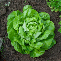 Lactuca sativa rigoletto - Laitue pommée Rigoletto (2 g) - Graines de salades