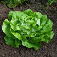 Graines de salades - Laitue pommée Rigoletto (2 g) - Lactuca sativa rigoletto