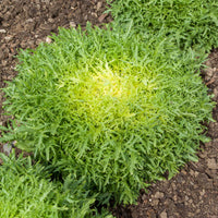 Chicorée frisée Fine de Louviers - Cichorum endivia crispum fine de louviers - Bakker