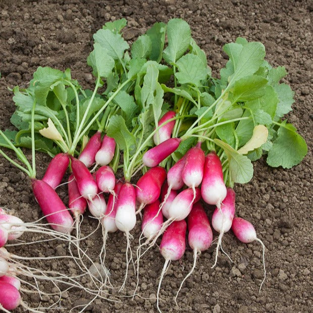  - Collection de 7 sachets de graines pour potager - Graines pour potager