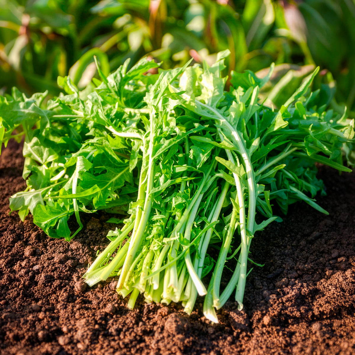 Chicorée sauvage Barbe de Capucin - Cichorium intybus  barbe de capucin - Bakker