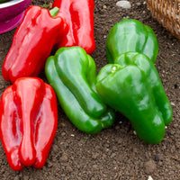 Poivron vert Lamuyo F1 - Capsicum annuum lamuyo f1 - Bakker