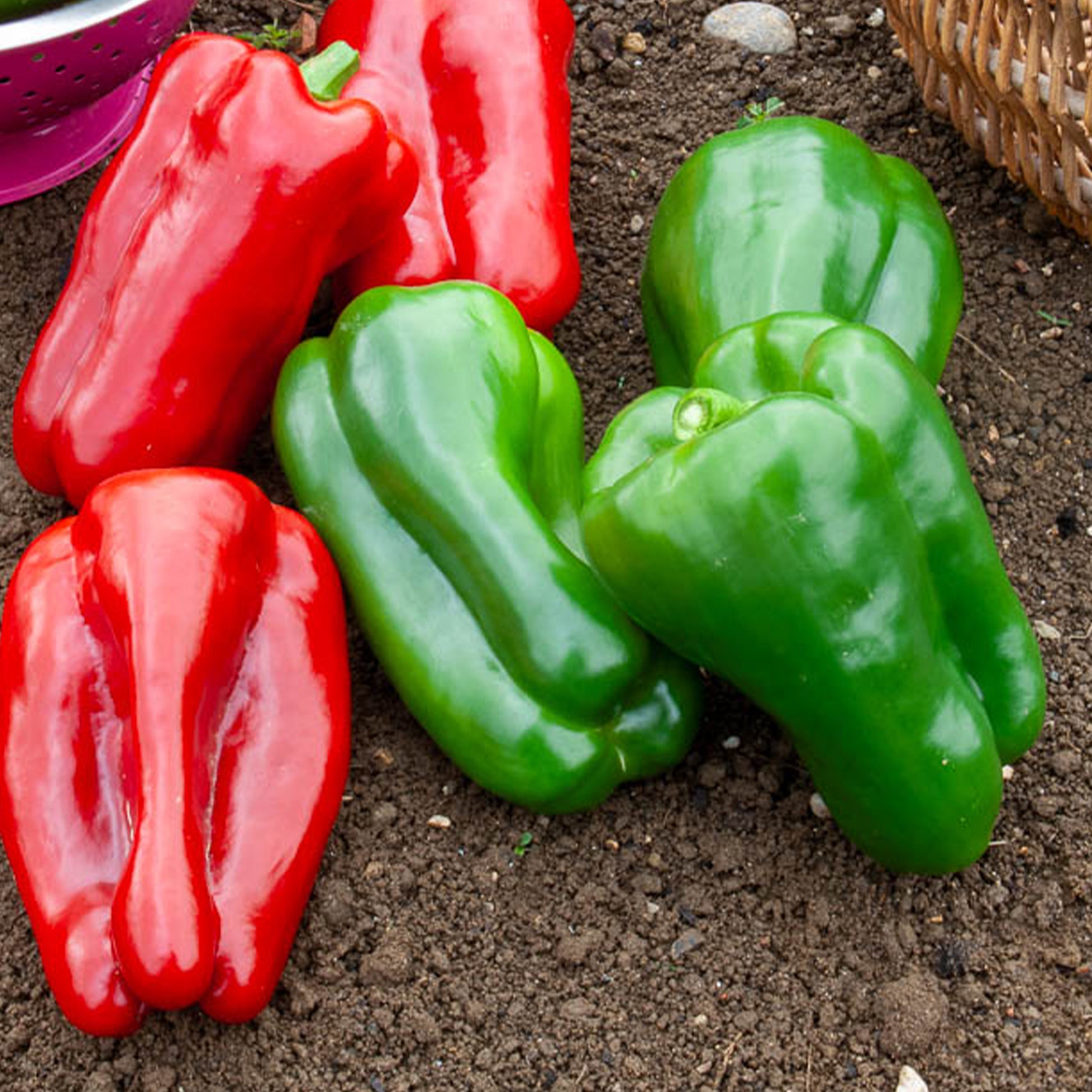 Poivron vert Lamuyo F1 - Capsicum annuum lamuyo f1 - Bakker