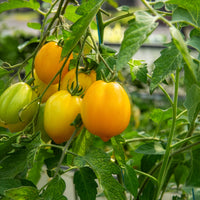 Tomate citron - Lemon Tree