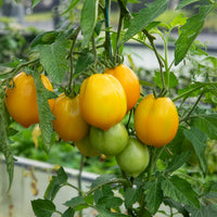 Tomate citron - Lemon Tree