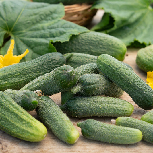 Cornichon Vert Petit de Paris - Bakker