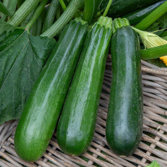 Courgette verte non coureuse des maraîchers Bio - Cucurbita pepo verte non coureuse des maraîchers - Bakker