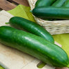 Concombre Vert long maraîcher - Bakker