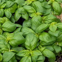 Basilic Grand vert - Ocimum basilicum grand vert - Bakker
