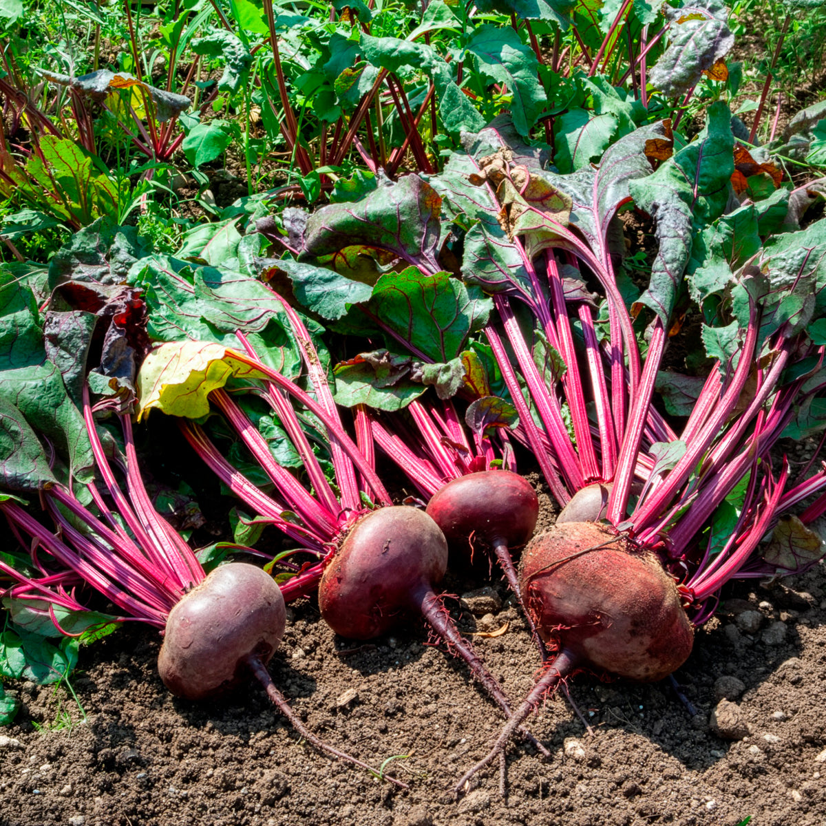 Betterave noire d'Egypte Bio - Beta vulgaris d'egypte - Bakker