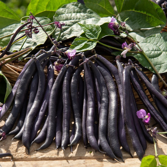 Haricot mangetout Purple Queen