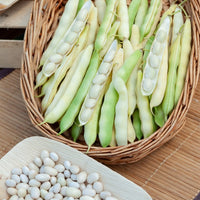 Haricot Coco nain blanc précoce - Bakker