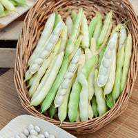 Graines de haricots - Collection d'Haricots - Collection de 3 haricots assortis