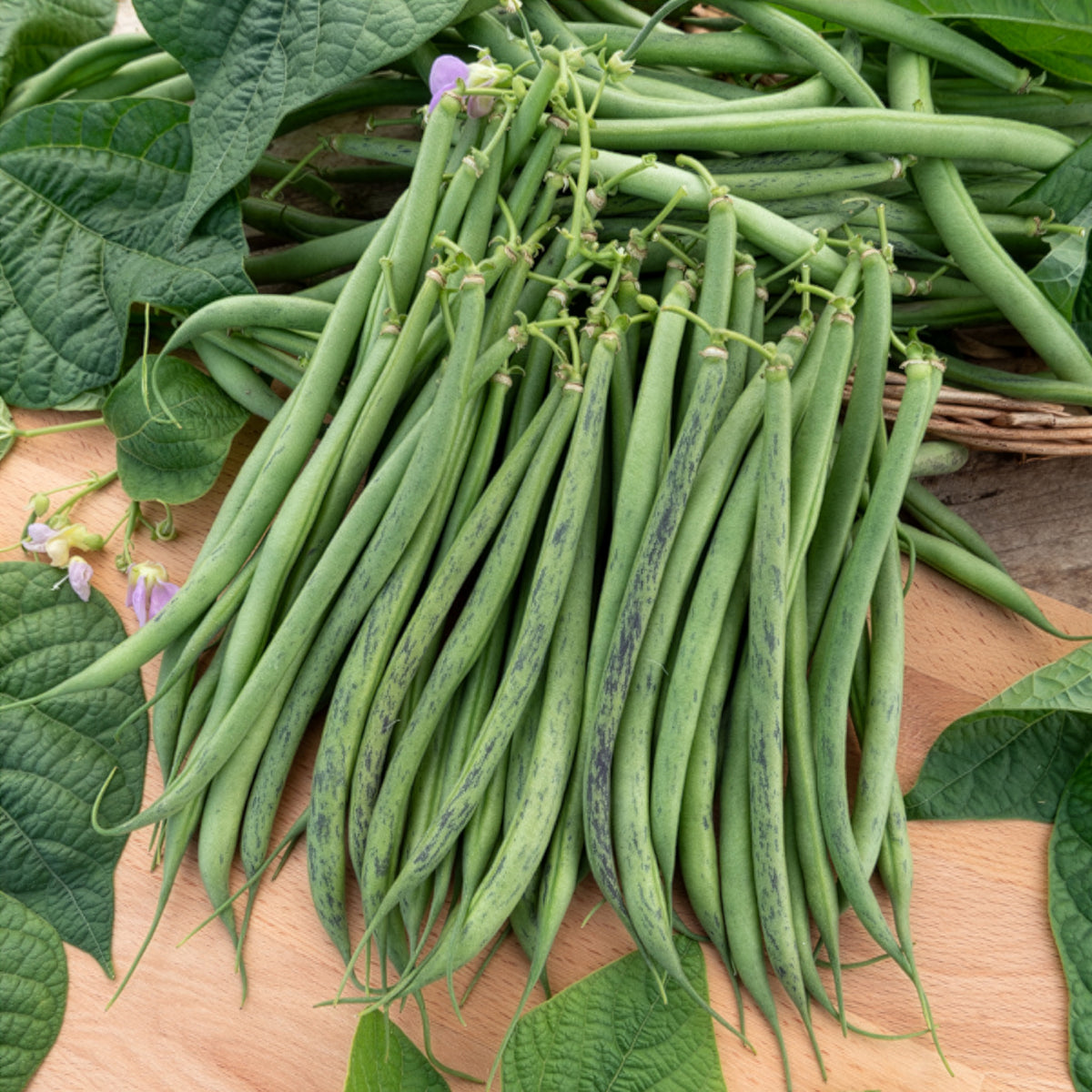 Haricot nain fin Triomphe De Farcy - Phaseolus vulgaris nain fin triomphe de farcy - Bakker