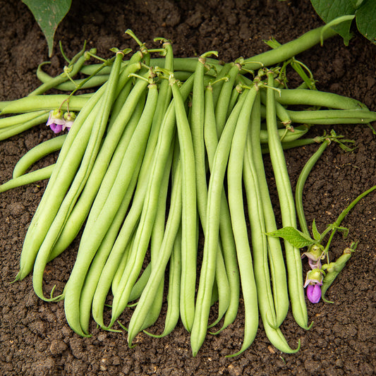 Haricot nain fin Delinel (Obt. Vilmorin) - Bakker