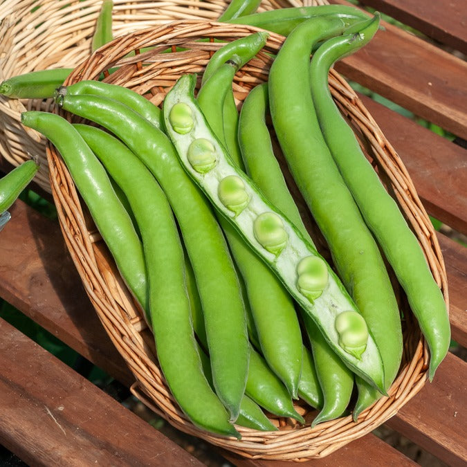 Fève d'Aguadulce à très longue cosse - Vicia faba aguadulce - Bakker