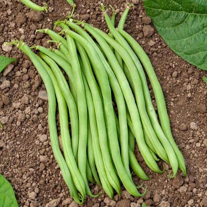 Haricot nain extra fin Novirex - Phaseolus vulgaris Novirex - Bakker