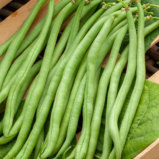 Haricot nain extra fin Novirex - Bakker