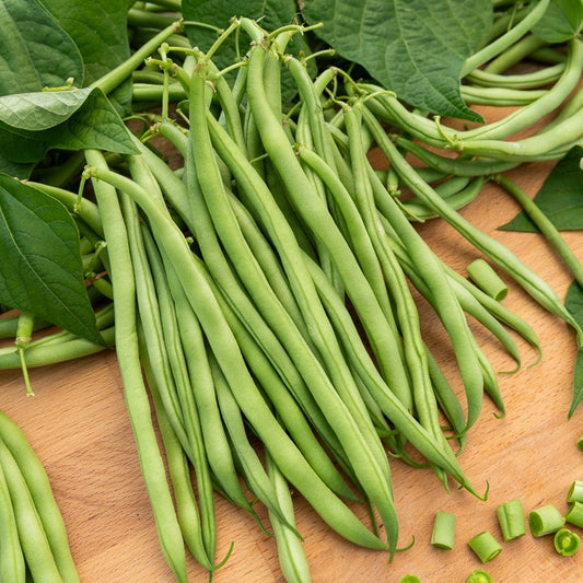 Haricot nain extra fin Argus - Bakker