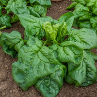 Epinard Géant d'Hiver BIO - Epinard geant d'hiver - Bakker