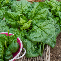 Epinard geant d'hiver - Epinard Géant d'Hiver BIO - Graines d'épinards