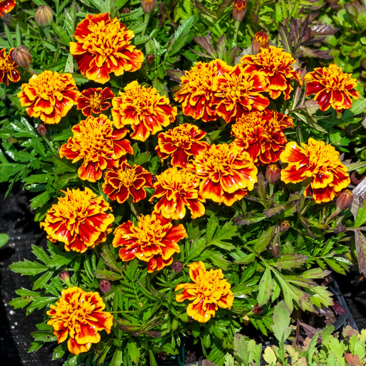 Oeillet d'Inde Honeycomb - Tagetes patula Honeycomb - Bakker