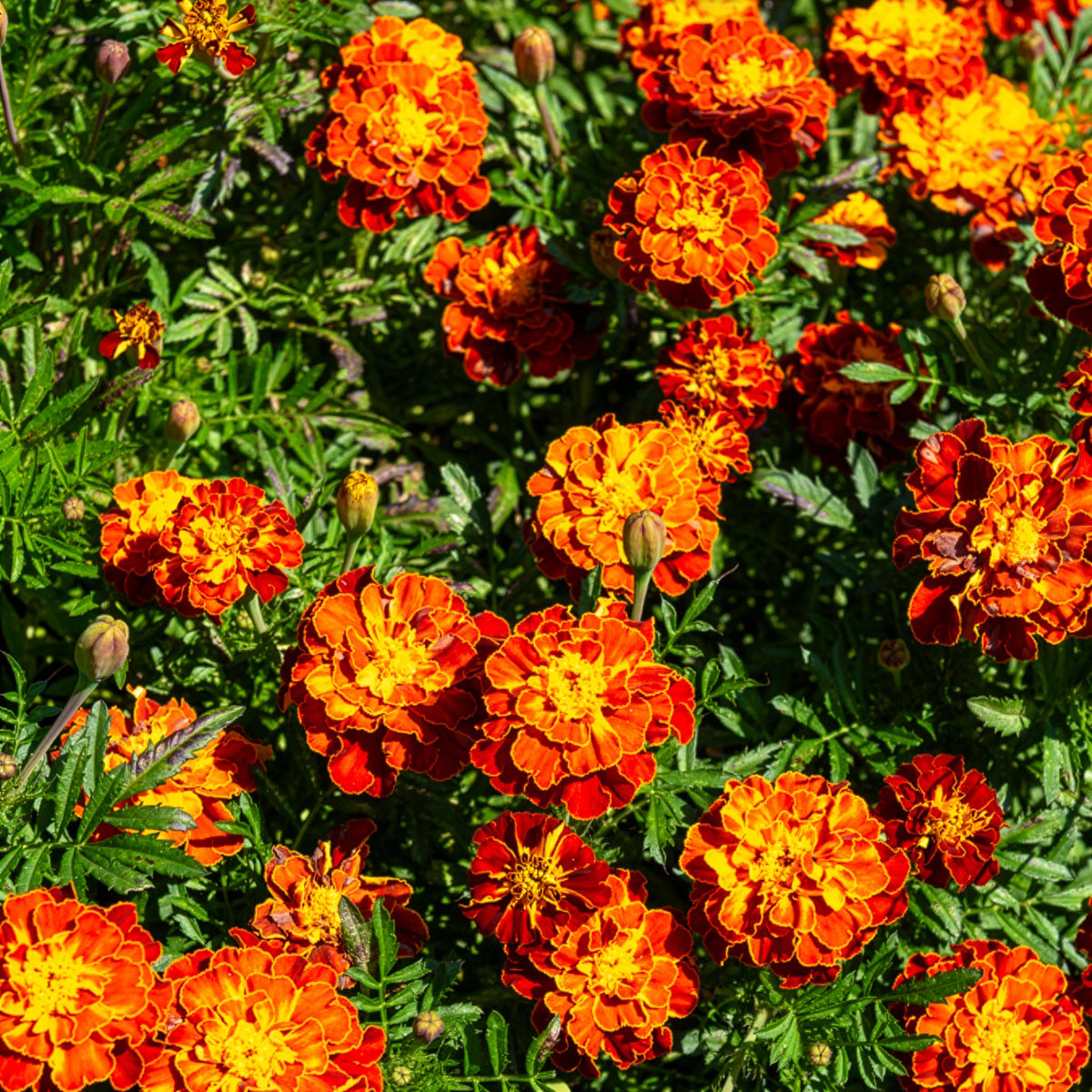 Tagetes patula Honeycomb - Oeillet d'Inde Honeycomb - Graines de fleurs annuelles