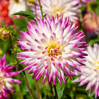 3 Dahlias cactus Haley Jane - Dahlia cactus haley jane - Bakker