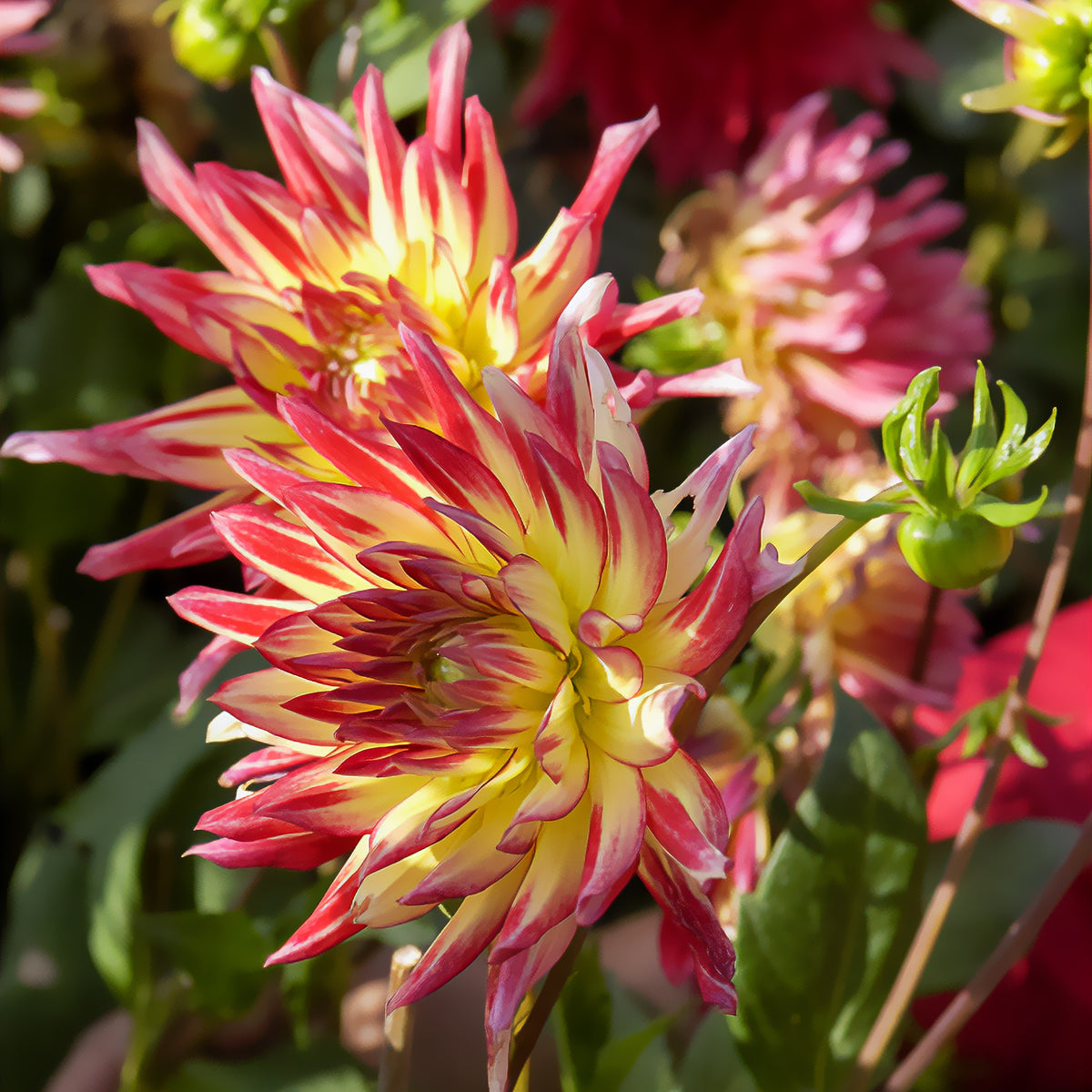 3 Dahlias cactus Oiseau de Feu - Bakker