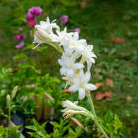 Polianthes tuberosa the pearl - 3 Tubéreuses La perle - Bulbes d'été
