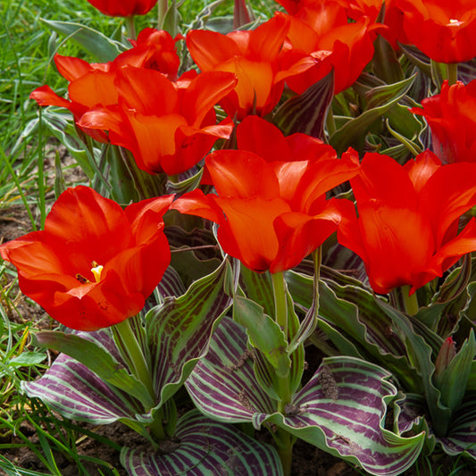 10 Tulipes Chaperon Rouge - Bakker