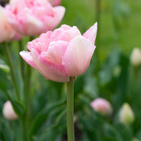 Bulbes de Tulipe - 10 Tulipes à fleur de pivoine Angélique - Tulipa angélique