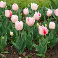 10 Tulipes à fleur de pivoine Angélique - Bulbes de Tulipe - Bakker