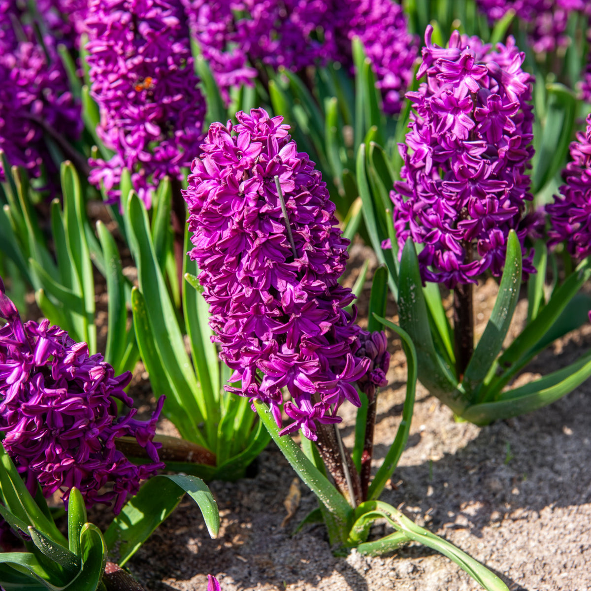 6 Jacinthes Woodstock pourpre - Bakker