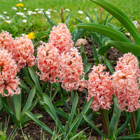 6 Jacinthes Gipsy Queen orange - Hyacinthus orientalis gipsy queen - Bakker