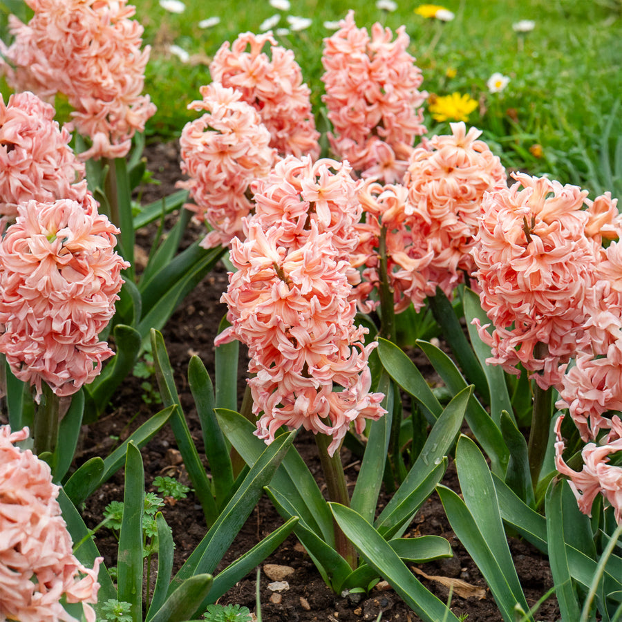 6 Jacinthes Gipsy Queen orange - Bakker