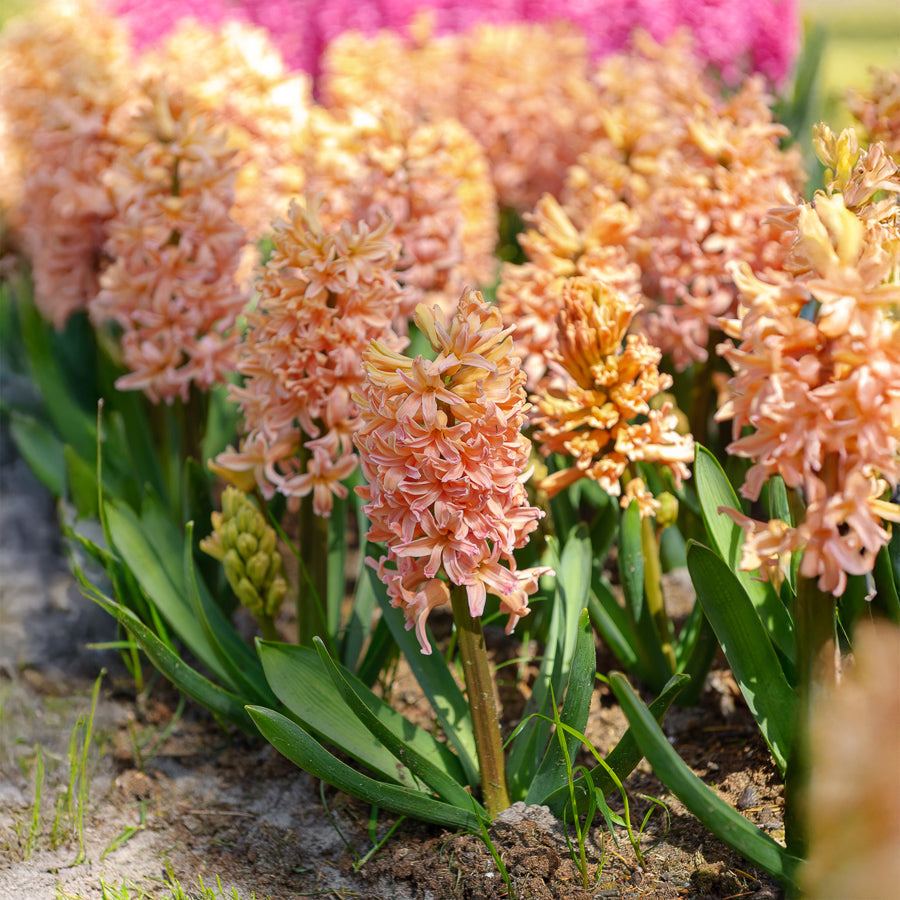 Bulbes de Jacinthe - 6 Jacinthes Gipsy Queen orange - Hyacinthus orientalis gipsy queen