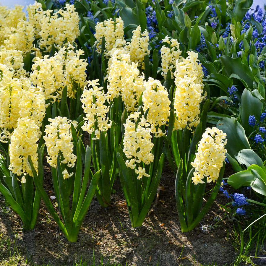 6 Jacinthes City of Haarlem jaune - Hyacintus orientalis city of haarlem - Bakker