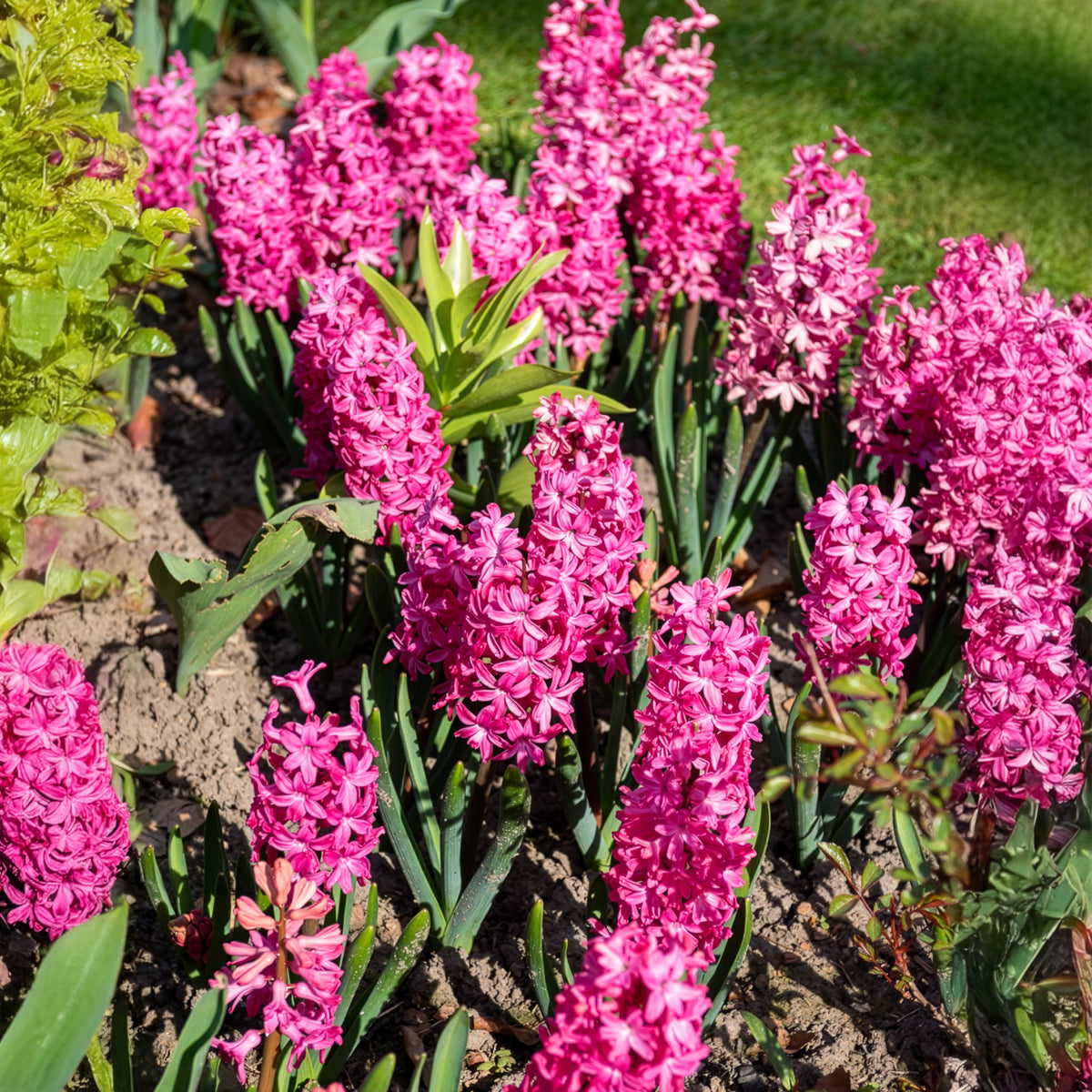 Hyacinthus orientalis Jan Bos - 6 Jacinthes Jan Bos rouge - Bulbes de Jacinthe